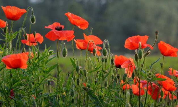 On this Remembrance Day. Lest we forget.